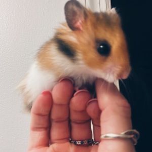 Meet your Posher, Sara